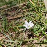 Brimeura fastigiata Habit