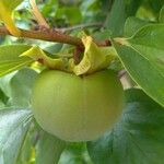 Cydonia oblonga Fruit