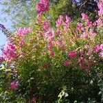 Lagerstroemia indica عادت