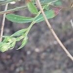 Lepidium latifolium Hoja