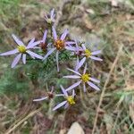 Galatella sedifolia Blomma