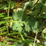 Ranunculus sardous Blad