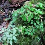 Pilea auriculata Hábito