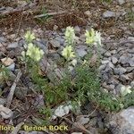 Antirrhinum braun-blanquetii 整株植物