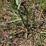 Elymus pungens Blatt