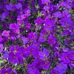 Aubrieta deltoideaΛουλούδι