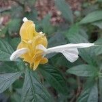 Pachystachys lutea NeesFlor