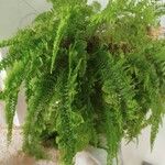 Nephrolepis exaltata Leaf