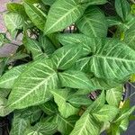 Syngonium angustatum Лист
