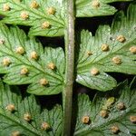 Dryopteris pentheri Blatt