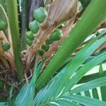 Cycas rumphii Leaf