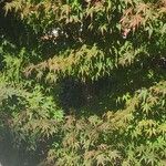 Acer palmatum Levél