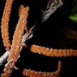 Microgramma reptans Froito