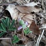 Corydalis pumila Flor