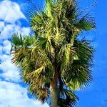 Sabal causiarum Leaf