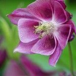 Aquilegia atrata Flower