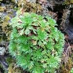 Saxifraga fragosoi Yaprak