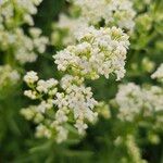 Galium boreale Flower