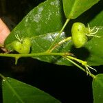 Cleidion castaneifolium Fruit