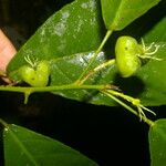 Cleidion castaneifolium