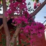 Lagerstroemia speciosaBlomst