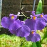 Utricularia longifolia Flor
