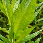 Guizotia abyssinica Blatt