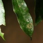 Chrysophyllum argenteum Leaf