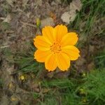 Cosmos caudatusFlower