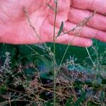 Atriplex patula Bark