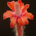 Matucana tuberculata Flower