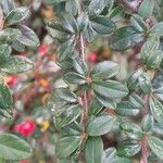 Cotoneaster microphyllus 叶