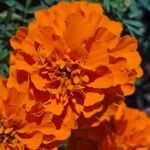 Tagetes erectaLorea