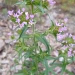 Collomia linearis Çiçek