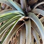 Tillandsia utriculata Leaf