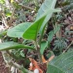 Besleria columneoides 樹皮