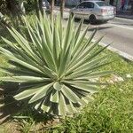 Agave vivipara Ліст