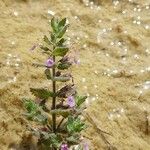 Teucrium scordium Fula