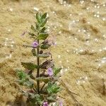 Teucrium scordium Flower