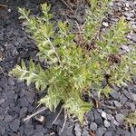 Salvia abrotanoides Folha