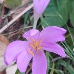 Colchicum multiflorumKvět