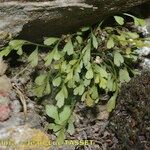 Asplenium x alternifolium 形態
