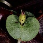 Corybas echinulus Kukka