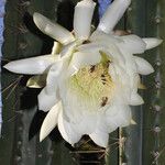 Echinopsis bridgesii Floare