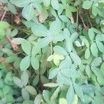 Arachis repens Lapas