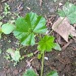 Althaea hirsuta 葉