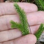 Lycopodium clavatumList