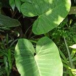 Xanthosoma violaceum Leaf