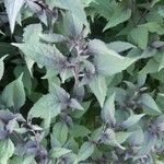 Ageratina altissima Yaprak