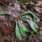 Chamaelirium luteum Leaf